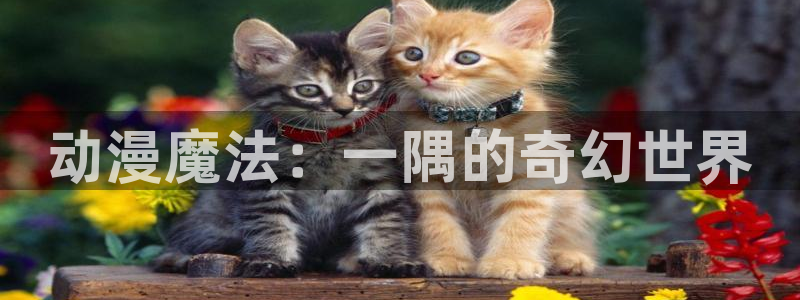 里番动漫网站推荐：动漫魔法：一隅的奇幻世界